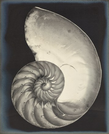 2014_NYR_02877_0126_001(edward_weston_nautilus_shell_1927124346)