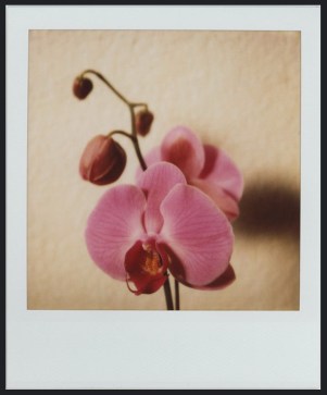 nancy l stockdale orchid is blooming