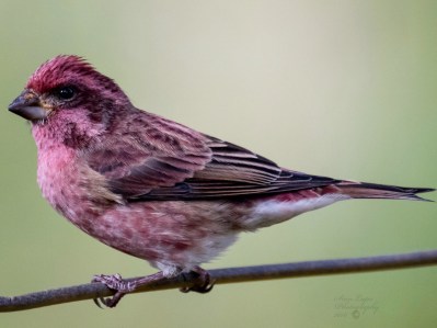 purple finch 1