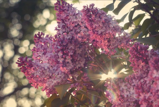 lilacs 1