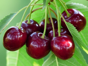 cherry-g576c698e0_1920