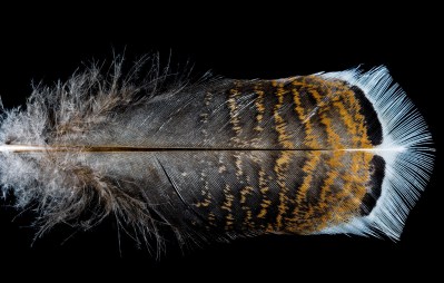 feather-g7db1c8b46_1920